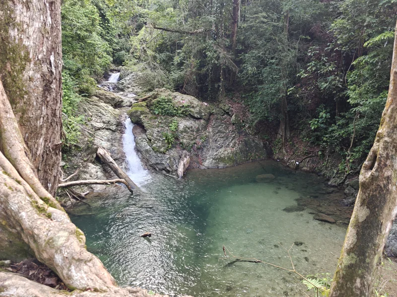 Water streaming from within mossy rocks to a clear jungle pool surrounded by trees.