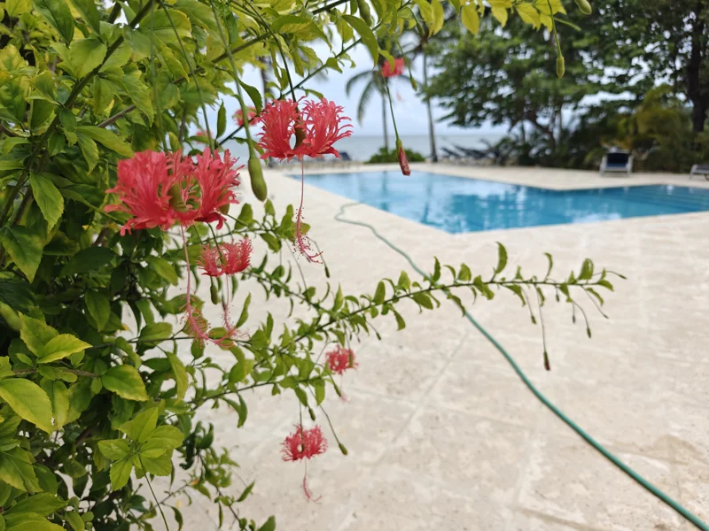 Bush with red, tropical flowers. Beyond is an infinity pool slightly blurred, looking toward ocean.