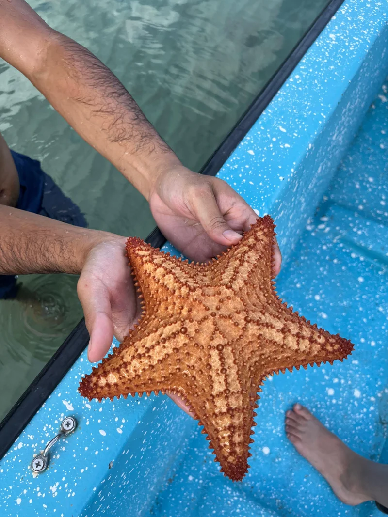 Hands holding up large, prickly sea star over the side of a blue boat.