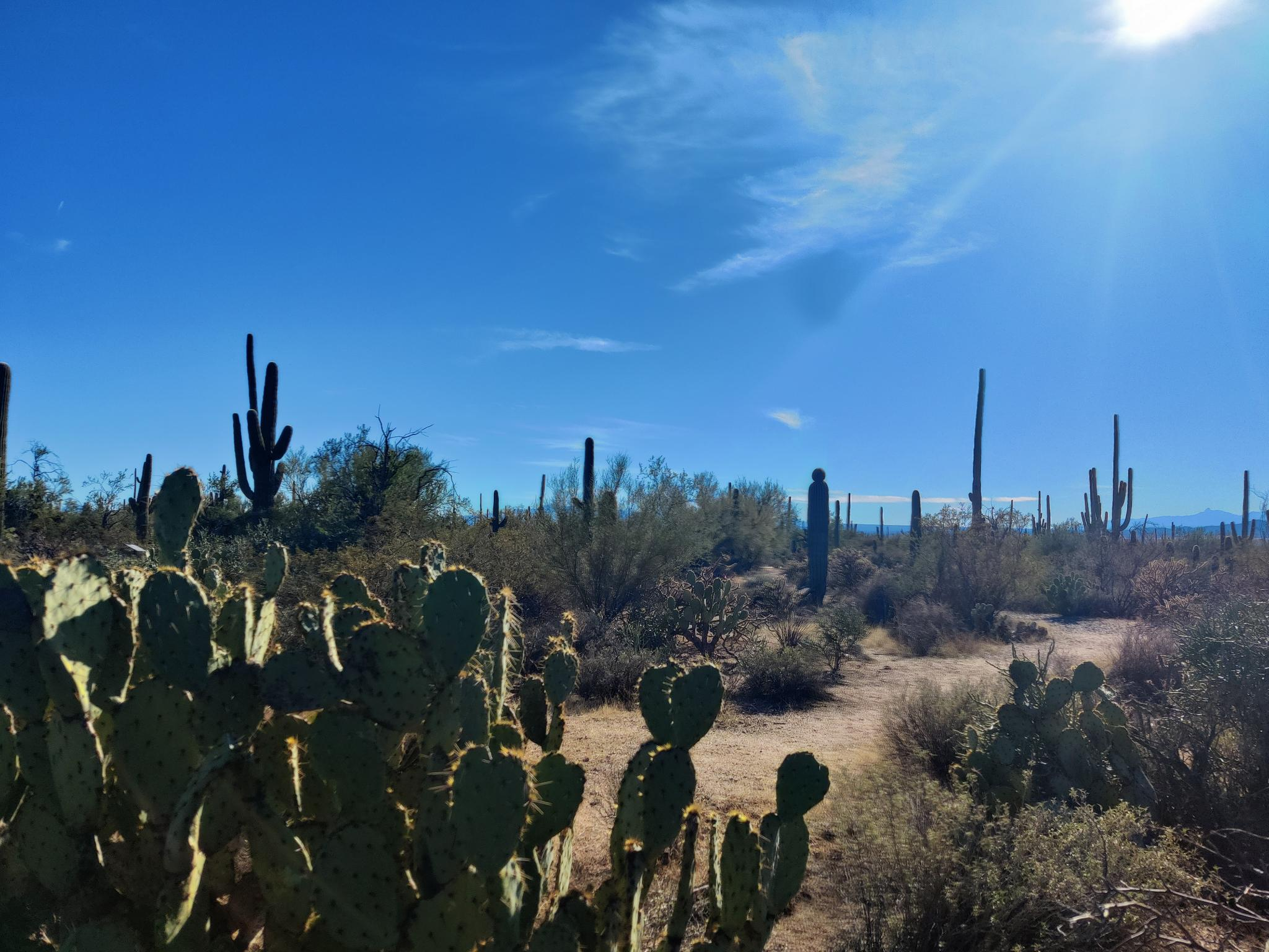 Cacti and Saguaro National Park