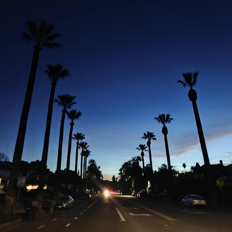 A road with headlights coming toward the camera in the distant. Dusk sky. Either side of the road has tall palm trees that are silhouetted against the dark blue/purple sky.